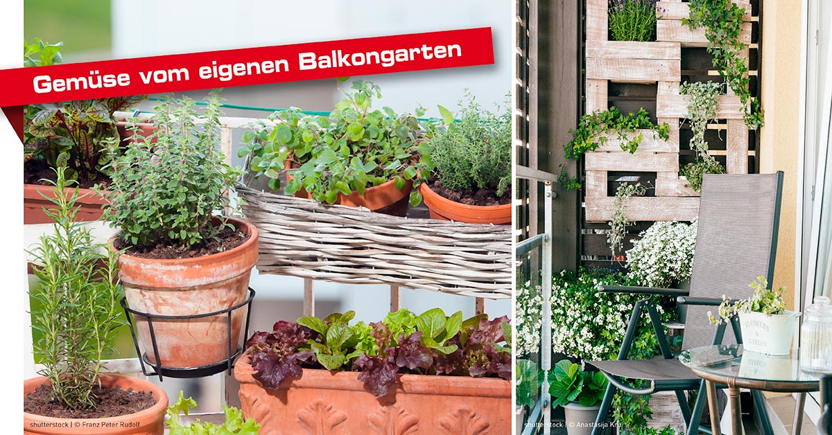 Balkongarten: Gemüse auf dem Balkon anbauen ...