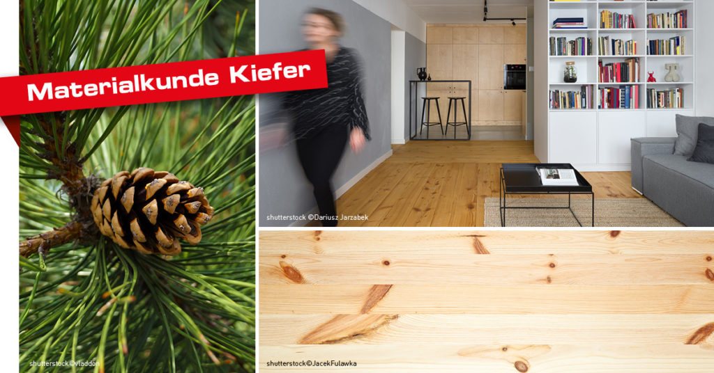 Materialkunde Kiefer: Die Eigenschaften von Kiefernholz